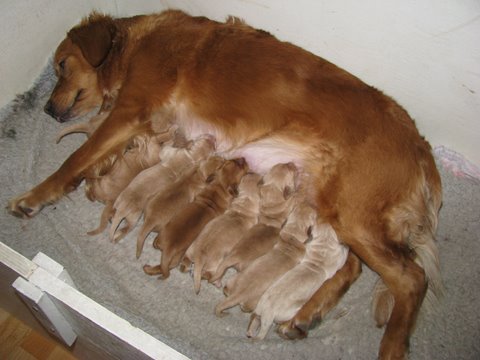 Nyfødte hvalpe